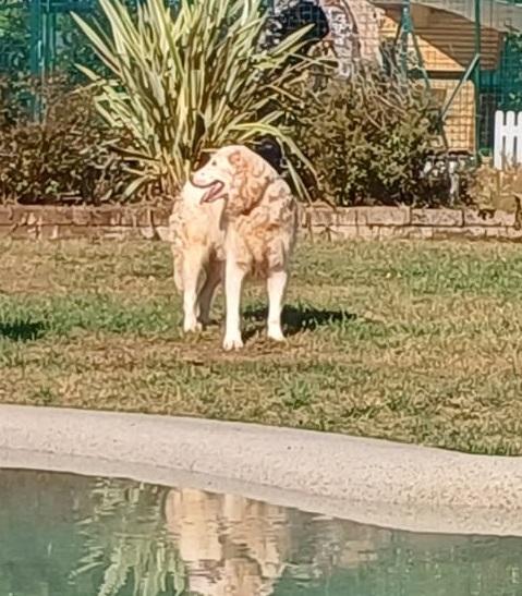 Nebbia adozione del cuore Foto 7